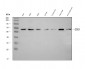 Anti-CBS Antibody Picoband™ (monoclonal, 5B5D7)