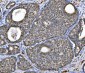 Anti-Aconitase 2 Antibody Picoband™ (monoclonal, 4C12D1)