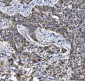 Anti-Aconitase 2 Antibody Picoband™ (monoclonal, 4C12D1)