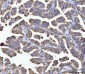 Anti-Aconitase 2 Antibody Picoband™ (monoclonal, 4C12D1)