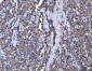 Anti-Aconitase 2 Antibody Picoband™ (monoclonal, 4C12D1)