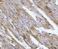 Anti-Aconitase 2 Antibody Picoband™ (monoclonal, 4C12D1)