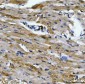 Anti-Aconitase 2 Antibody Picoband™ (monoclonal, 4C12D1)
