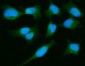 Anti-PARK7/DJ1 Antibody Picoband™ (monoclonal, 4B10)