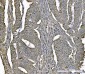 Anti-PARK7/DJ1 Antibody Picoband™ (monoclonal, 4B10)