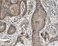 Anti-PARK7/DJ1 Antibody Picoband™ (monoclonal, 4B10)