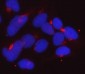 Anti-Golgin 97/GOLGA1 Antibody Picoband™ (monoclonal, 8E4H1)