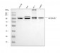 Anti-Golgin 97/GOLGA1 Antibody Picoband™ (monoclonal, 8E4H1)