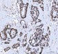 Anti-CTBP2 Antibody Picoband™ (monoclonal, 7F3E1)