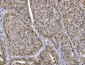 Anti-CTBP2 Antibody Picoband™ (monoclonal, 7F3E1)