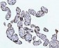 Anti-CTBP2 Antibody Picoband™ (monoclonal, 7F3E1)