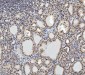 Anti-CTBP2 Antibody Picoband™ (monoclonal, 7F3E1)