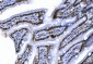 Anti-CTBP2 Antibody Picoband™ (monoclonal, 7F3E1)