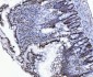 Anti-CTBP2 Antibody Picoband™ (monoclonal, 7F3E1)