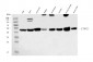 Anti-CTBP2 Antibody Picoband™ (monoclonal, 7F3E1)