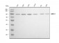 Anti-XRCC1 Antibody Picoband™ (monoclonal, 10E10)