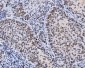 Anti-Lamin A+C/LMNA Antibody Picoband™ (monoclonal, 5F3C12)