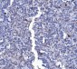 Anti-Lamin A+C/LMNA Antibody Picoband™ (monoclonal, 5F3C12)