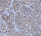 Anti-Lamin A+C/LMNA Antibody Picoband™ (monoclonal, 5F3C12)