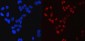 Anti-SP1 Antibody Picoband™ (monoclonal, 3C4C3)