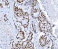 Anti-SP1 Antibody Picoband™ (monoclonal, 3C4C3)