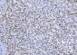 Anti-SP1 Antibody Picoband™ (monoclonal, 3C4C3)