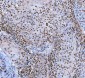 Anti-SP1 Antibody Picoband™ (monoclonal, 3C4C3)