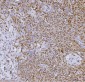 Anti-SP1 Antibody Picoband™ (monoclonal, 3C4C3)