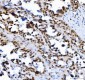 Anti-SP1 Antibody Picoband™ (monoclonal, 3C4C3)