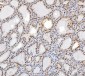 Anti-SP1 Antibody Picoband™ (monoclonal, 3C4C3)