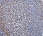 Anti-SP1 Antibody Picoband™ (monoclonal, 3C4C3)