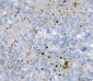 Anti-KLHL12 Antibody Picoband™ (monoclonal, 2G11D1)