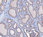 Anti-KLHL12 Antibody Picoband™ (monoclonal, 2G11D1)