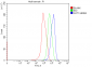 Anti-Aspartate Aminotransferase/GOT1 Antibody Picoband™ (monoclonal, 6B3B4)