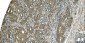 Anti-Aspartate Aminotransferase/GOT1 Antibody Picoband™ (monoclonal, 6B3B4)