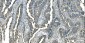 Anti-Aspartate Aminotransferase/GOT1 Antibody Picoband™ (monoclonal, 6B3B4)
