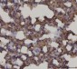 Anti-RAGE/AGER Antibody Picoband™ (monoclonal, 5C6C1)