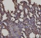 Anti-RAGE/AGER Antibody Picoband™ (monoclonal, 5C6C1)