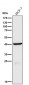 Anti-Cathepsin H Rabbit Monoclonal Antibody
