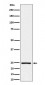 Anti-IL26 Rabbit Monoclonal Antibody