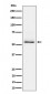 Anti-Phospho-Tau (S404) Rabbit Monoclonal Antibody