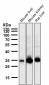 Anti-GAS2 Rabbit Monoclonal Antibody