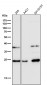 Anti-GSTA4 Rabbit Monoclonal Antibody