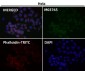 Anti-NFE2 Rabbit Monoclonal Antibody
