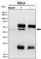 Anti-NFE2 Rabbit Monoclonal Antibody