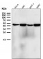 Anti-NFE2 Rabbit Monoclonal Antibody