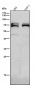 Anti-NR2C2 / TR4 Rabbit Monoclonal Antibody