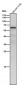 Anti-NR2C2 / TR4 Rabbit Monoclonal Antibody