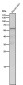 Anti-NR2C2 / TR4 Rabbit Monoclonal Antibody