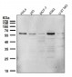 Anti-PTBP2 Rabbit Monoclonal Antibody